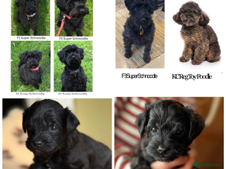 Schnoodle dogs Exceptional Miniature Schnoodle Puppies - Advert 1