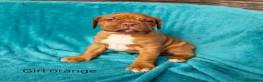 Dogue De Bordeaux Puppy 6