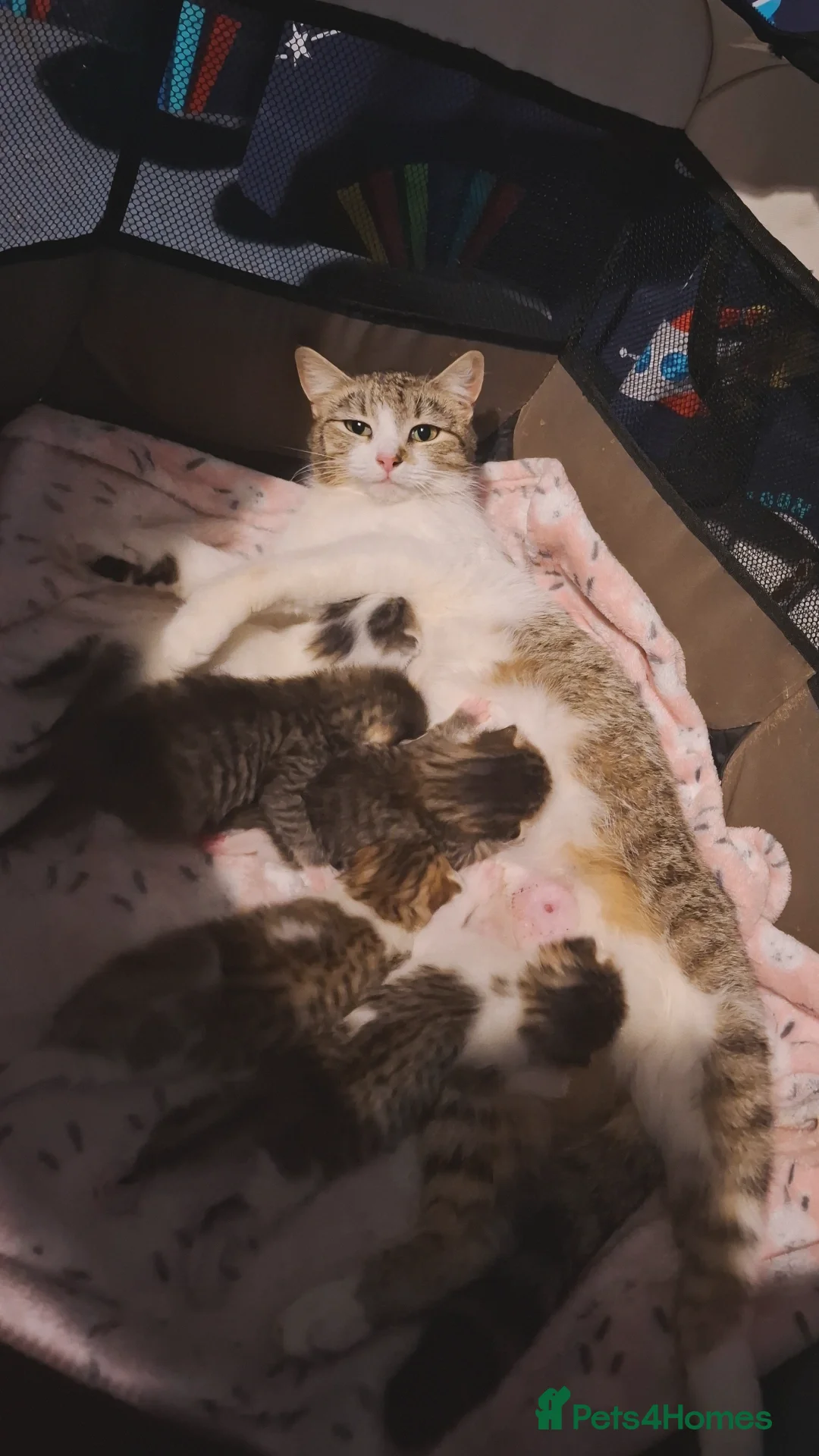 Mixed Breed cats Gorgeous tabby kittens (long & short hair) - Advert 3