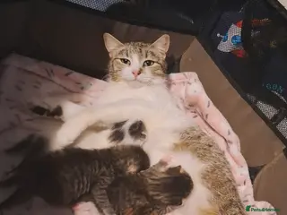 Mixed Breed cats Gorgeous tabby kittens (long & short hair) - Advert 2