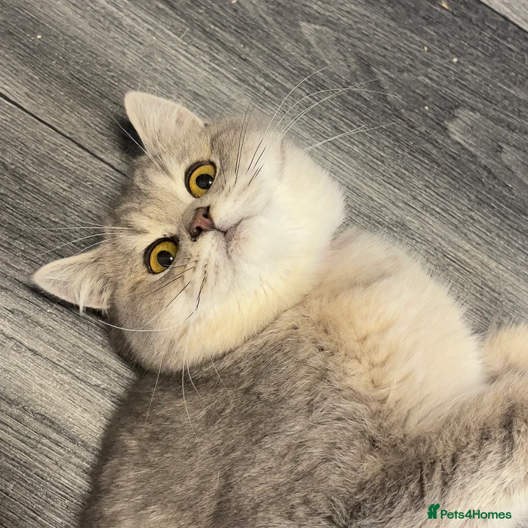 British Shorthair cats for sale: Only one TICA & GCCF British Shorthair Kitten  - Advert 14