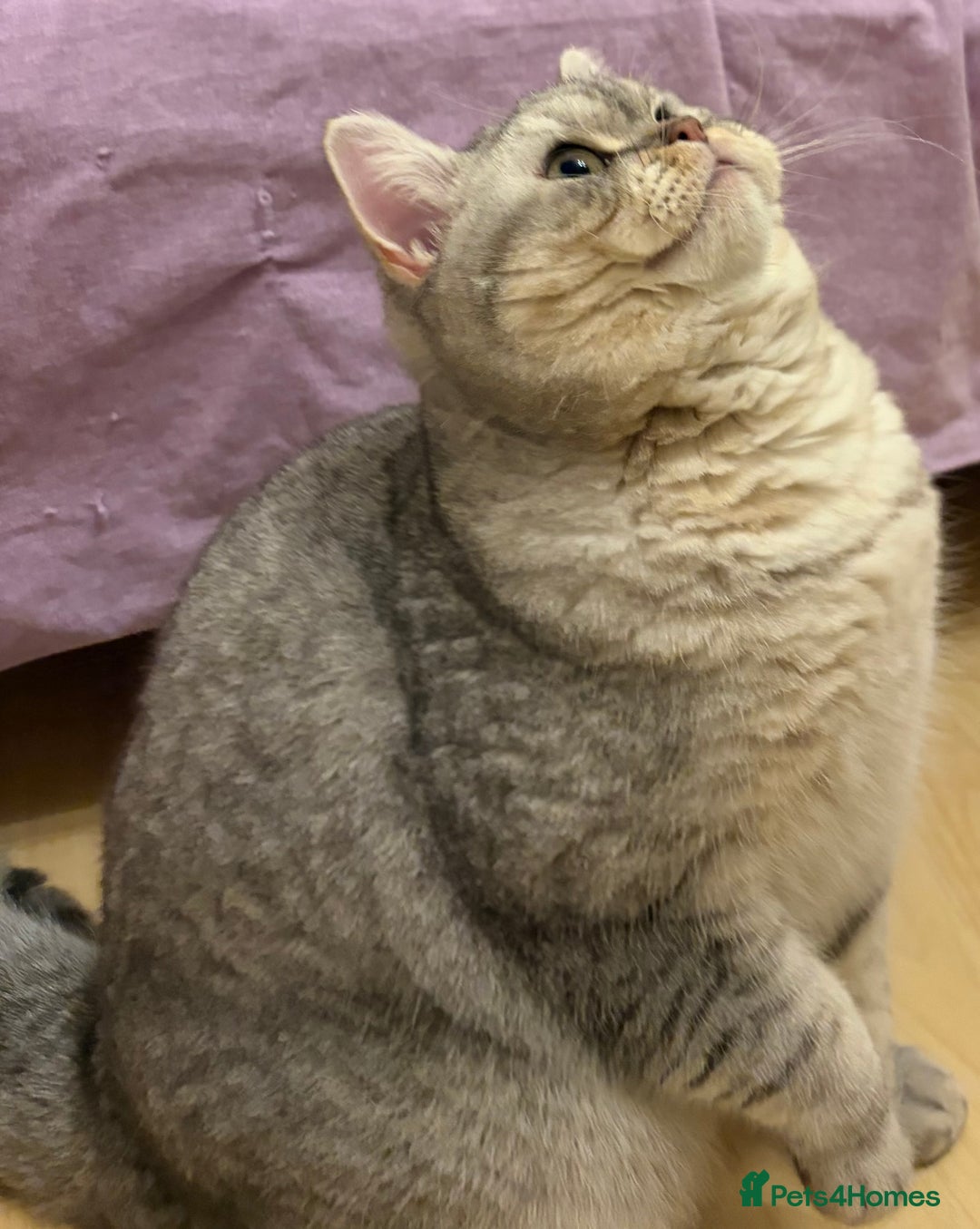 British Shorthair cats for sale: 3 Kittens•Full Pedigree•Champions bloodline•GCCF - Advert 18