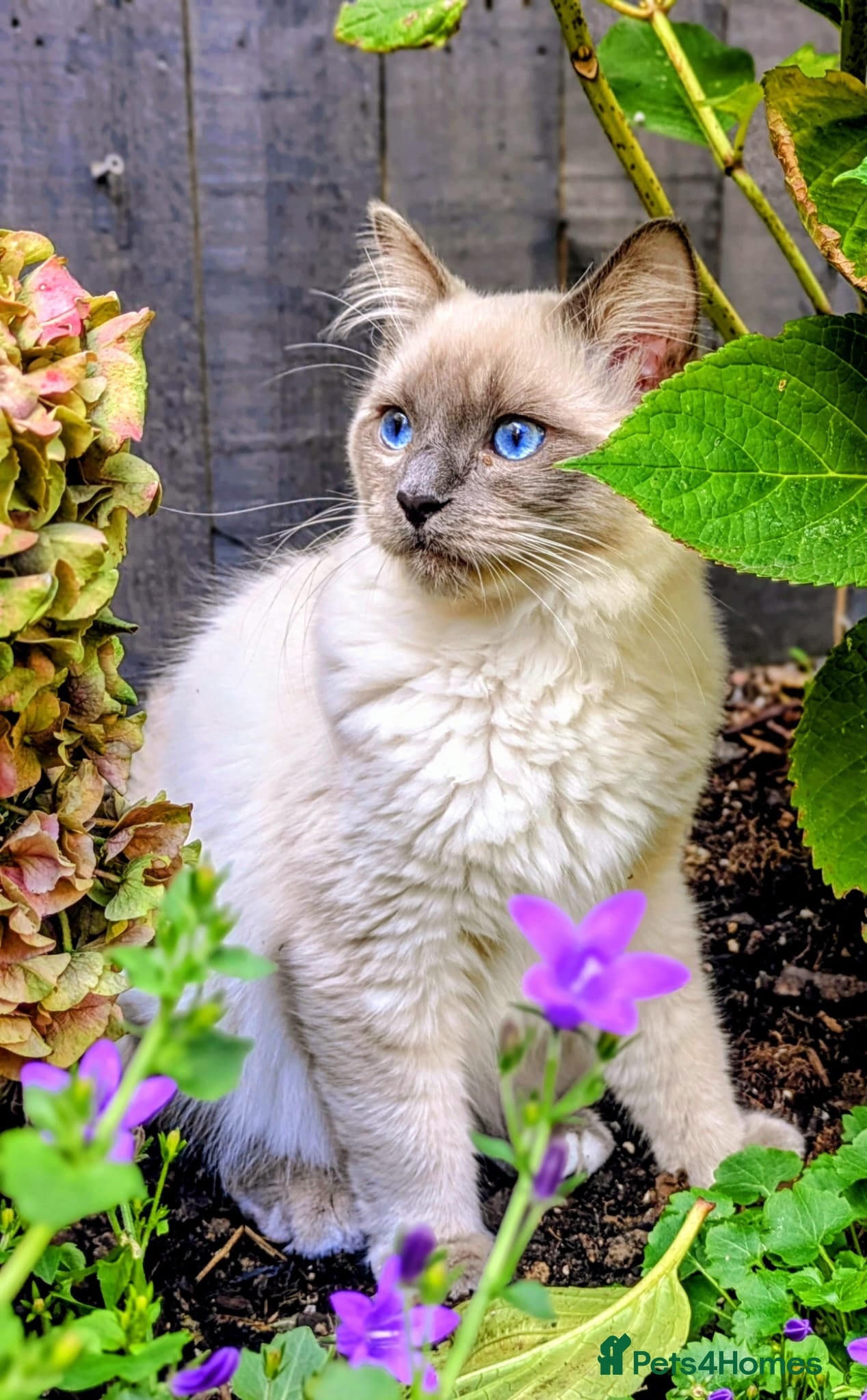 Ragdoll cats for sale: Beautiful Blue Point Ragdoll – 1 Year Old - Advert 2