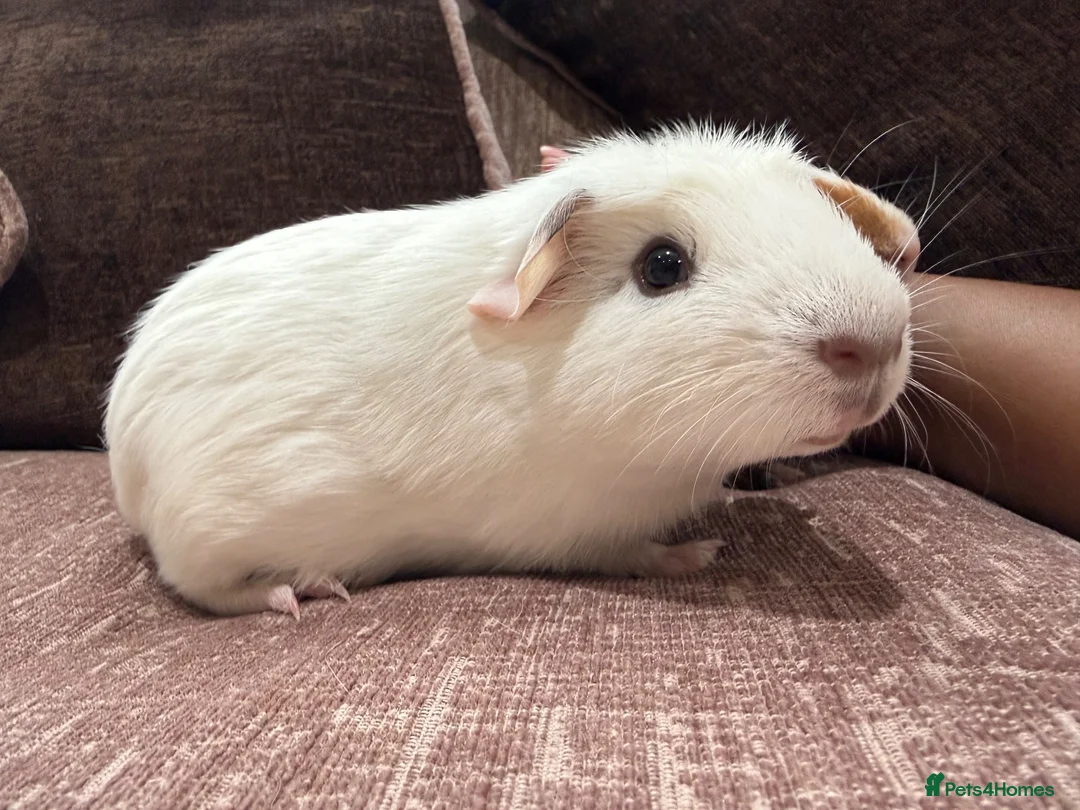 Guinea Pig rodents for sale: Two male guinea pigs for adoption in Pinner - Advert 2