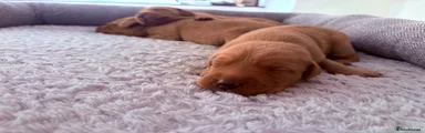 Labrador Retriever 7