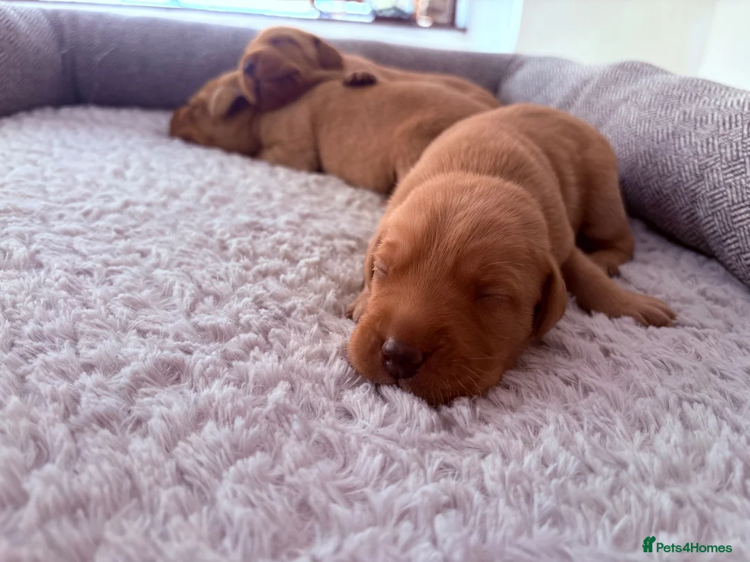 Labrador Retriever dogs for sale: Health Tested IGL Champion Bred Labrador Puppies  - Advert 18