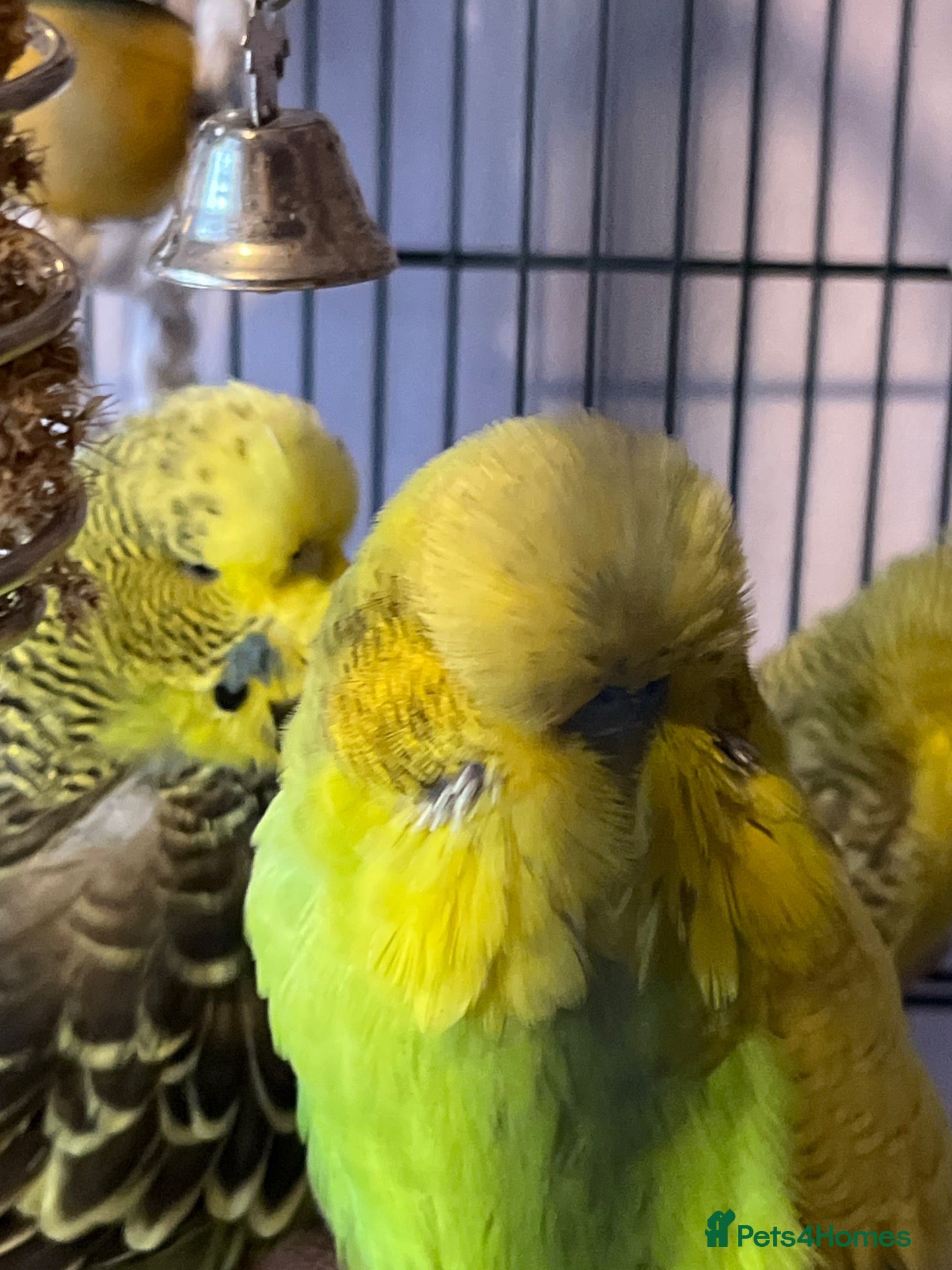 Budgerigars birds Three Bonnie budgies  - Advert 2