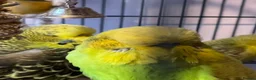 Budgerigars birds for sale: Three Bonnie budgies  in Jarrow - Advert 1