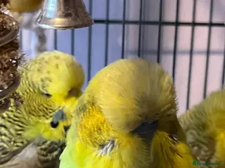 Budgerigars birds Three Bonnie budgies - Advert 2