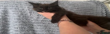 Kitten 2
