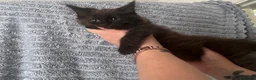 Maine Coon cats for sale: Maincoon x - Advert 2