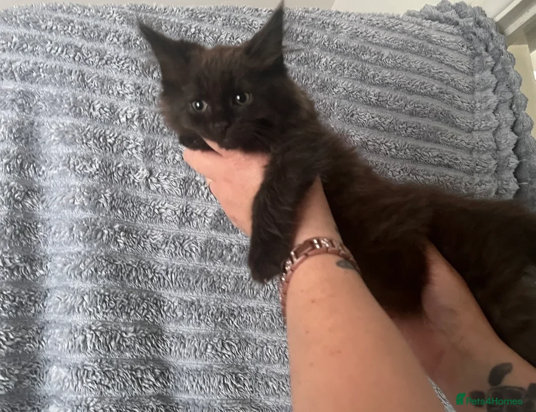 Maine Coon cats for sale: Maincoon x - Advert 2