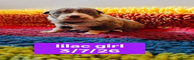 Lilac collar girl