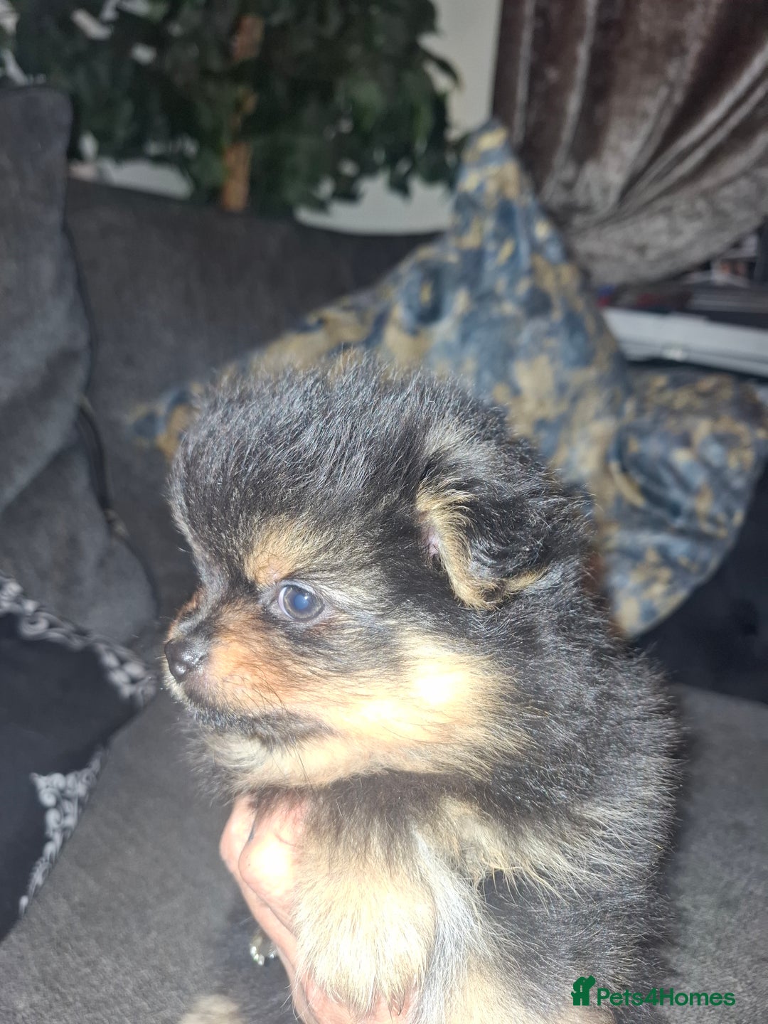 Pomeranian dogs for sale: Ready to leave last blk & tan & wlf sable boy - Advert 19
