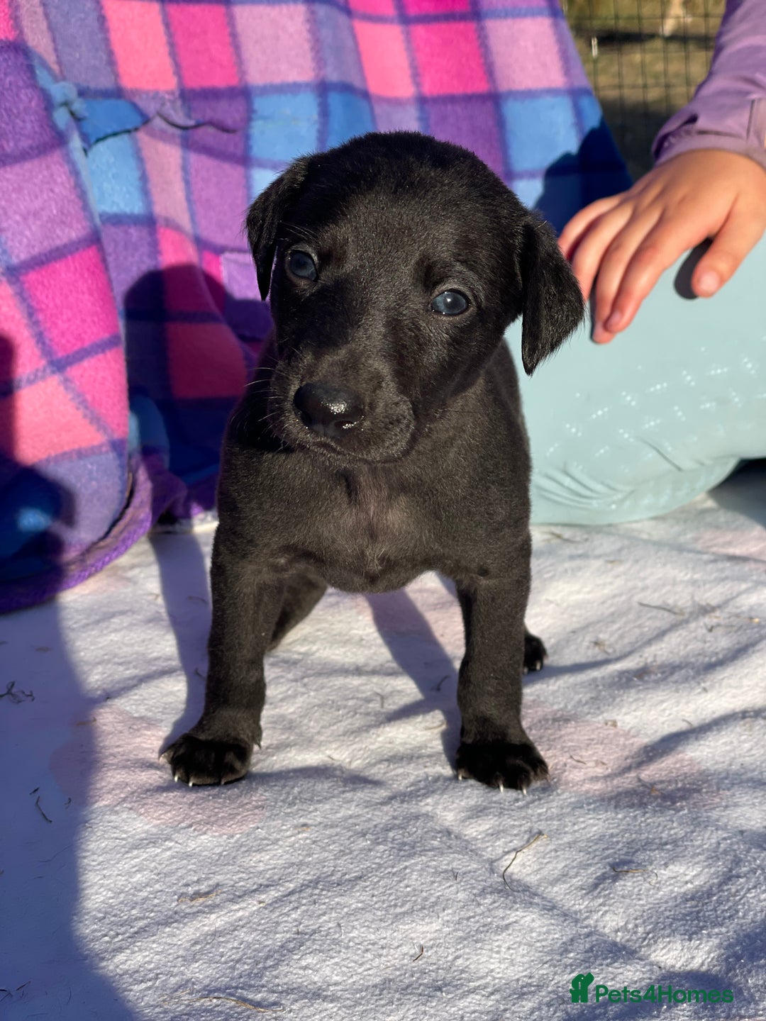 Whippet dogs for sale: Beautiful homebred whippet puppies  - Image 6