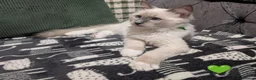 Ragdoll cats for sale: 🩷 GCCF🩷1  BLUE POINT MITTED RAGDOLLS LEFT - Advert 12