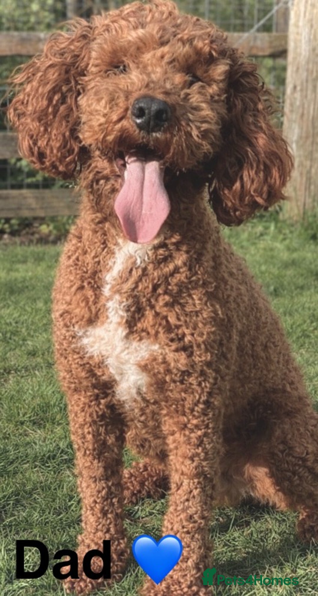 Australian Labradoodle dogs for sale: Australian Labradoodle Pups - Advert 16