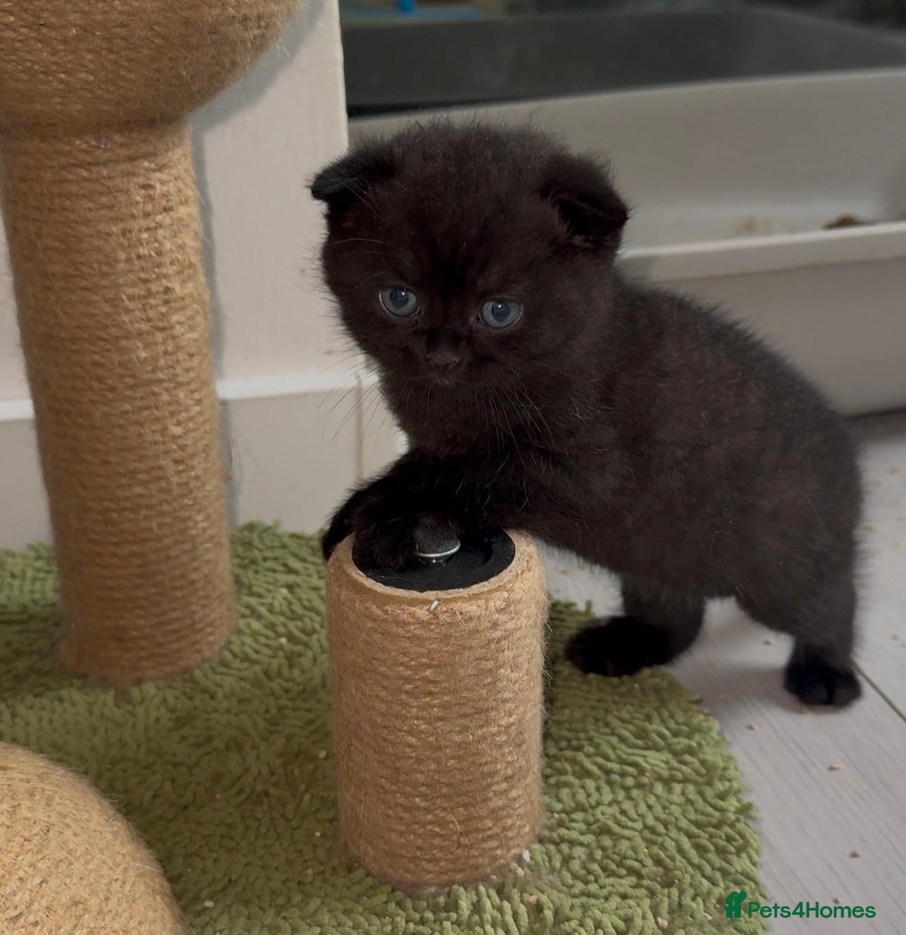 Scottish Fold cats Exceptional litter of Scottish fold/ straight😍😍 - Advert 2
