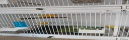 Canaries birds for sale: Canary  in Wednesbury - Advert 2