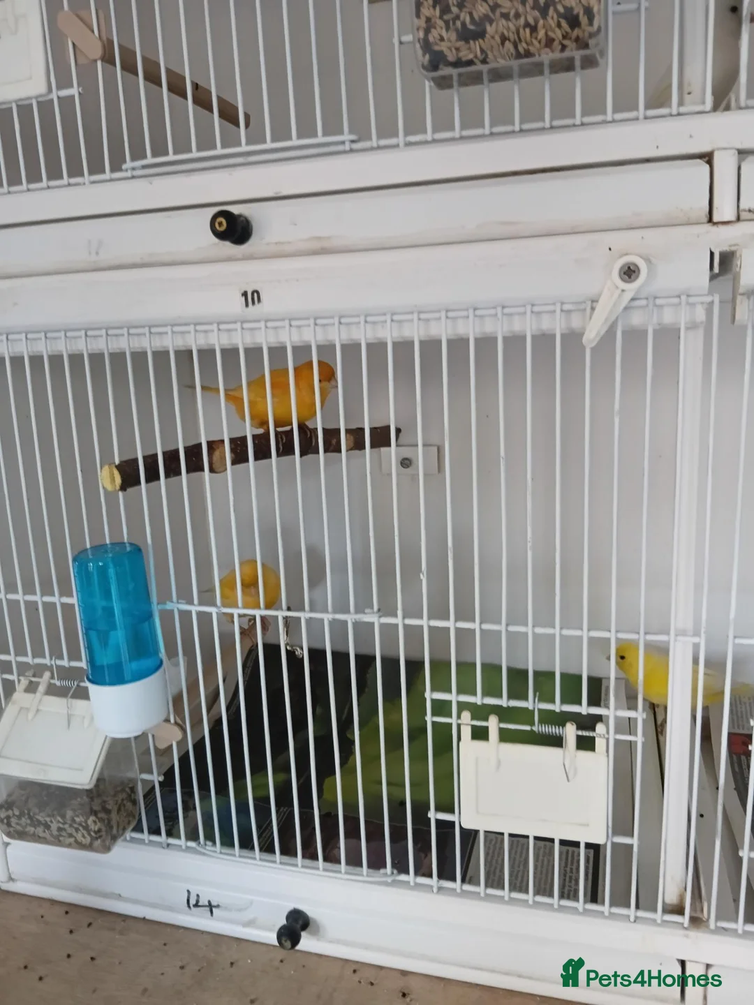 Canaries birds for sale: Canary  in Wednesbury - Advert 2