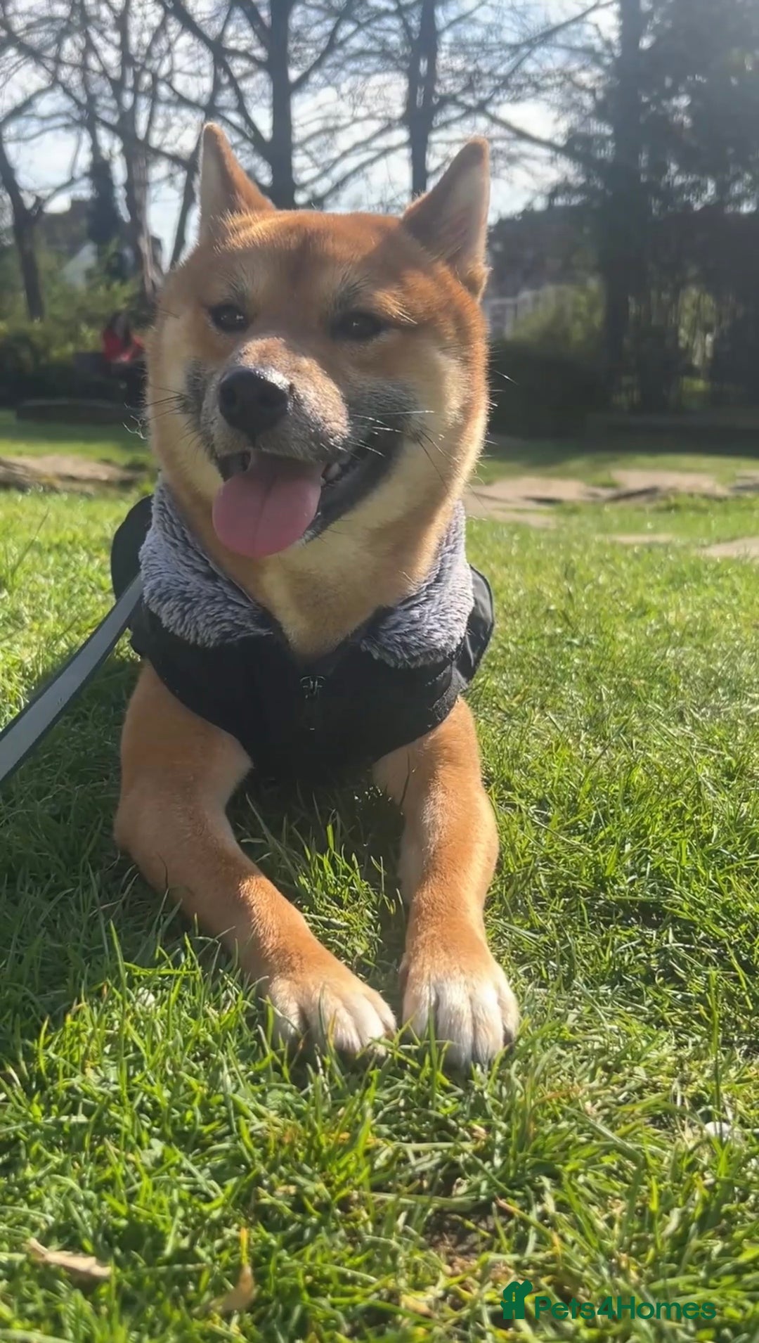 Japanese Shiba Inu dogs for sale: Japanese Shiba Inu (Male, 2 years old)  - Advert 2