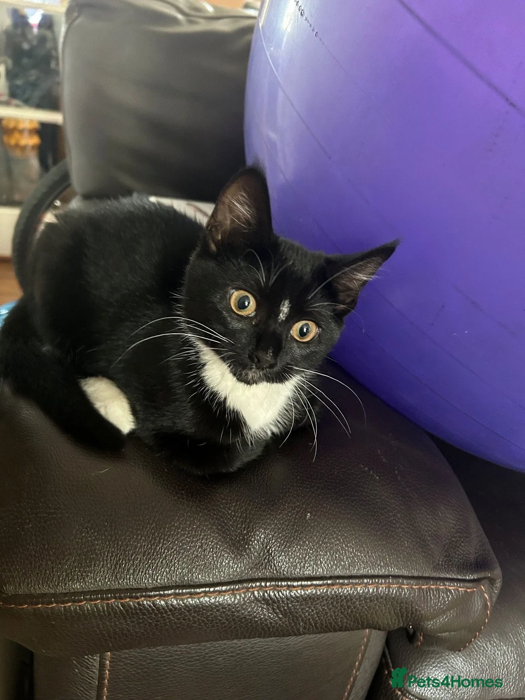Mixed Breed cats for sale: Black and White Cat for Sale - Advert 23