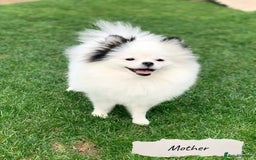 Pomeranian dogs for sale: 🐻Stunning 🤩 Champion Line🏅Teddy Face 🧸 - Image 18
