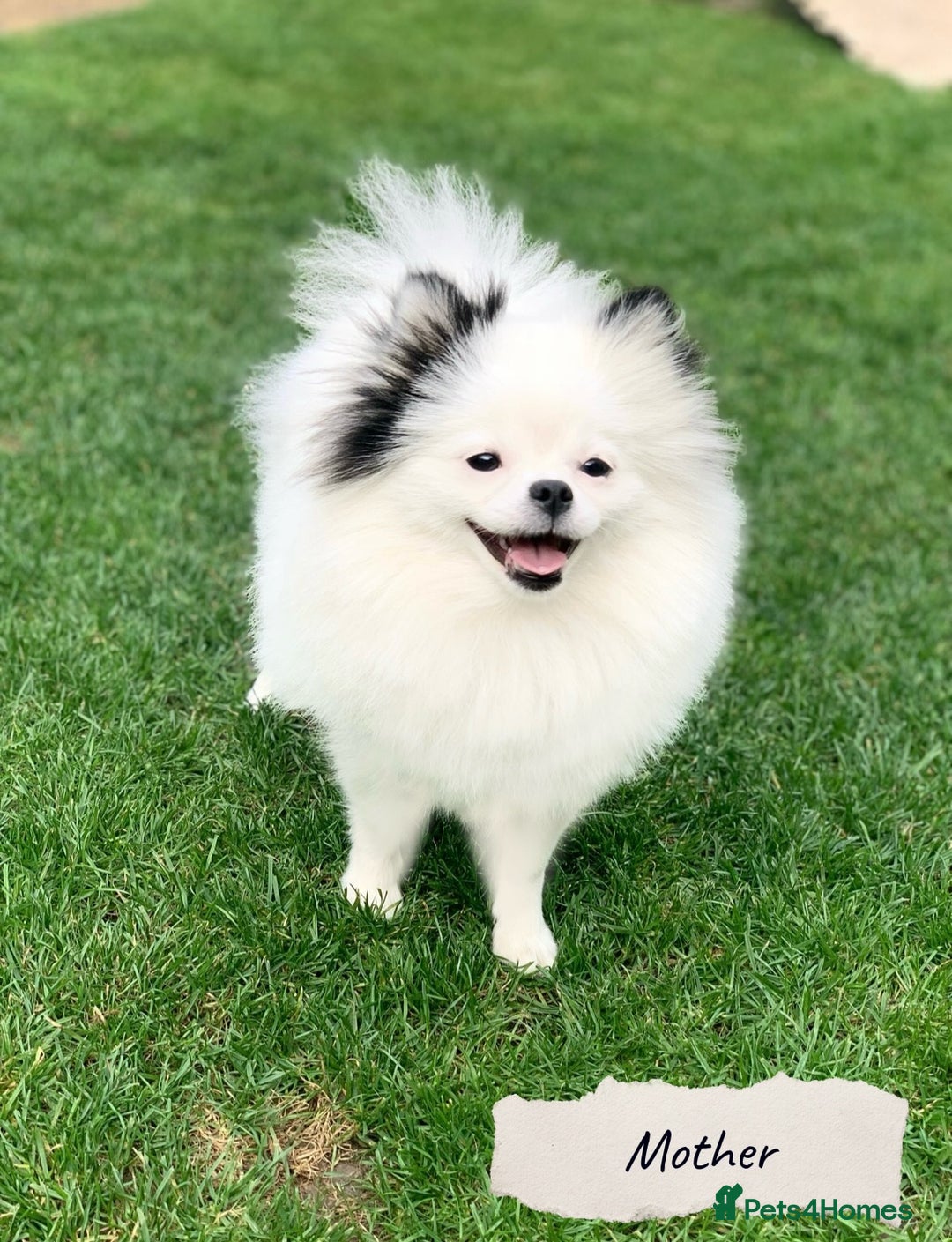 Pomeranian dogs for sale: 🐻Stunning 🤩 Champion Line🏅Teddy Face 🧸 - Image 18