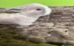 Mini Lop rabbits for sale: Pure breed mini lops  - Image 14