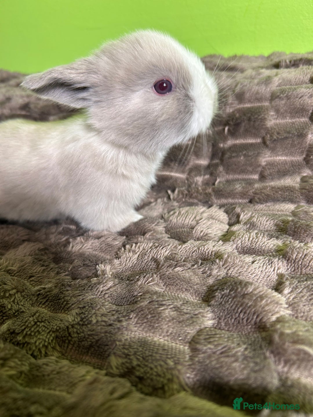 Mini Lop rabbits for sale: Pure breed mini lops  - Image 14