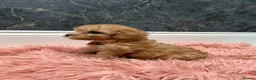 Cavapoo dogs for sale: Stunning Cavapoo Puppies - Advert 3