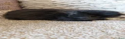Mini Lop rabbits for sale: Minilop babys ready to reserve  - Advert 13