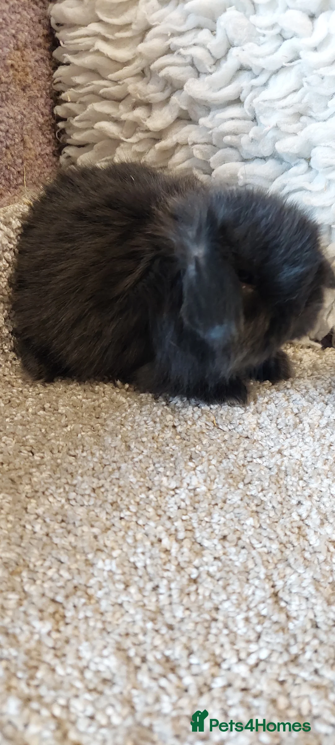 Mini Lop rabbits for sale: READY 8WEEKS OLD  minilop babys - Advert 14