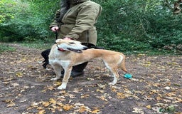 Lurcher dogs for sale: 12 month old Lurcher Bitch  - Advert 1