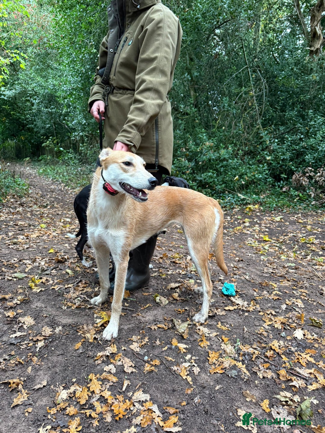 Lurcher dogs for sale: 12 month old Lurcher Bitch  - Advert 1