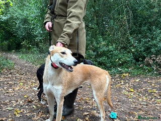 Lurcher dogs 12 month old Lurcher Bitch - Advert 5