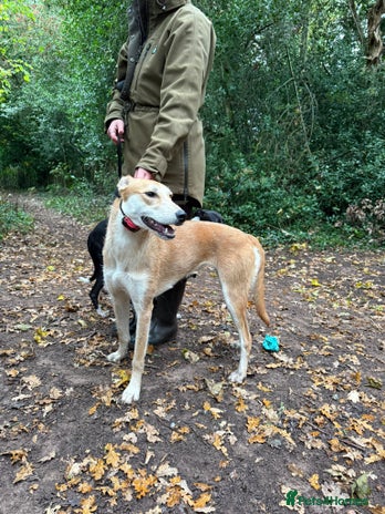 Lurcher dogs 12 month old Lurcher Bitch - Advert 1