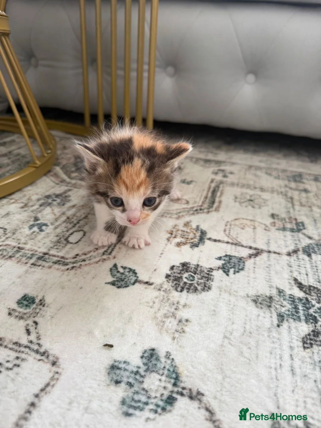 British Shorthair cats for sale: British short hair x domestic kitten  in Leicester - Advert 2