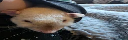 Rat rodents for sale: 2 Female Rats Free to Good Home - Advert 5
