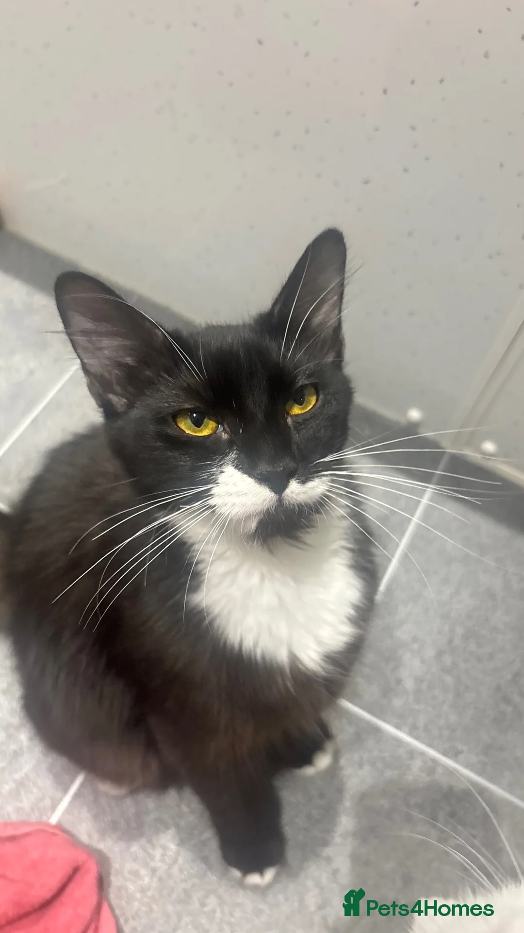Domestic Shorthair cats for sale: two cats in need of rehoming asap - Advert 2