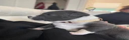 Staffordshire Bull Terrier dogs for sale: STAFFORDSHIRE BULL TERRIER PUPPIES 🐶❤️ in Morpeth - Advert 29