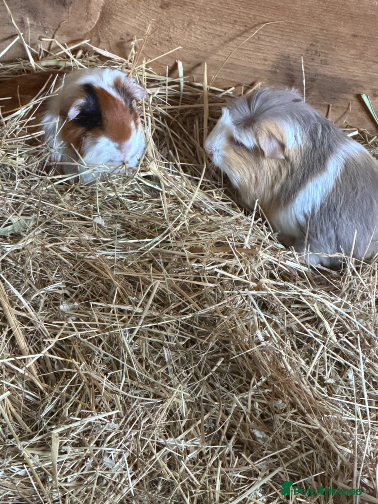 Guinea Pig rodents Pairs of young Guinea Pigs.  - Advert 14