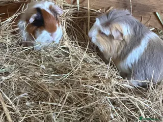 Guinea Pig rodents Pairs of young Guinea Pigs. - Advert 3