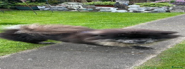Yogi