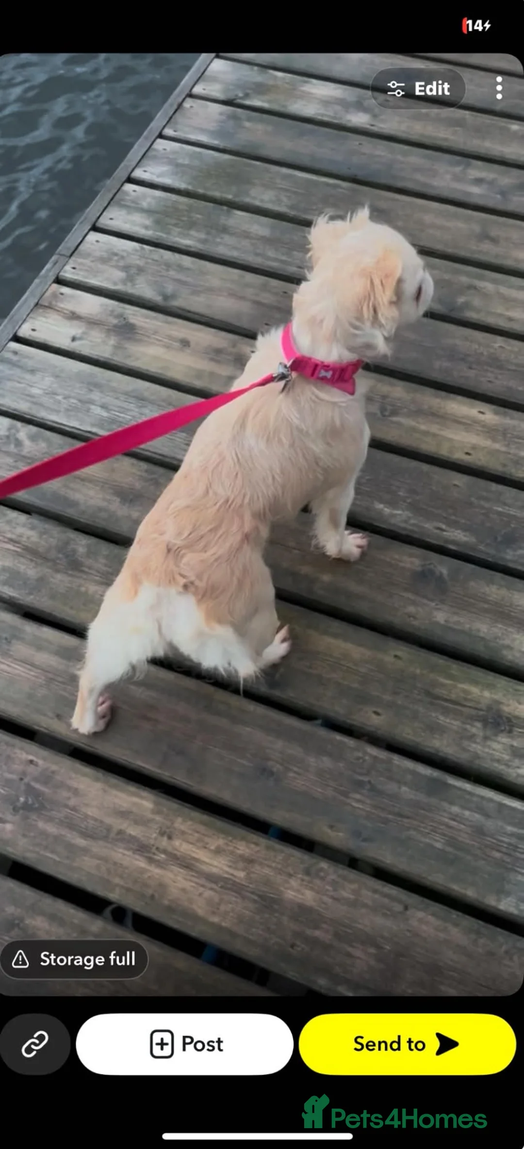 French Bulldog dogs for sale: 2 year old female fluffy frenchie  - Advert 4