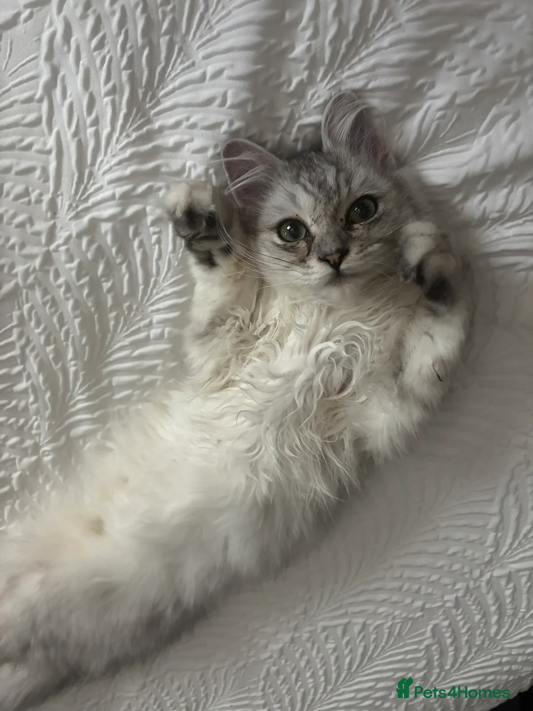 Ragdoll cats for sale: Ragdoll Boy Cat  - Advert 3