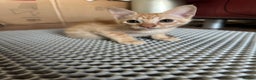 Mixed Breed cats for sale: Amazing Half Bengals !!! - Advert 19