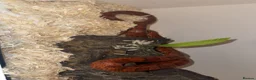 Corn Snake reptiles for sale: Corn Snake (Red) - Advert 2