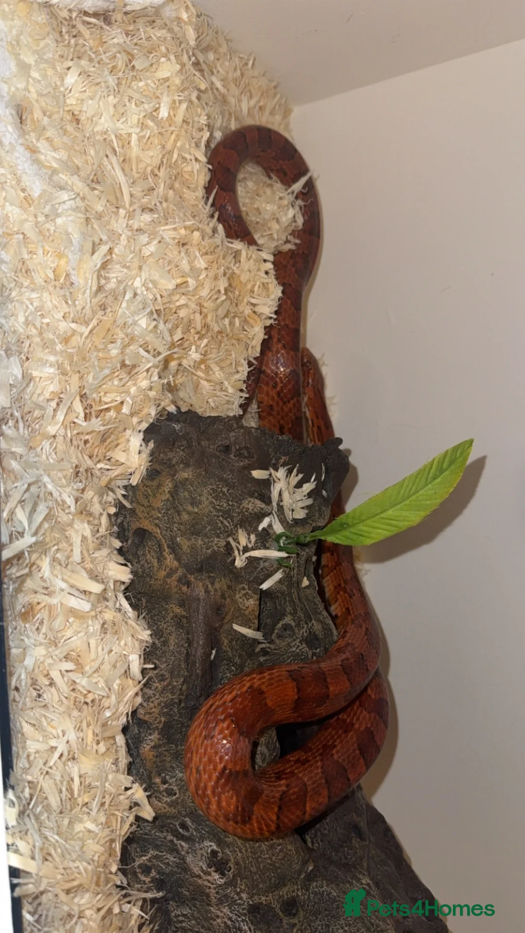 Corn Snake reptiles for sale: Corn Snake (Red) - Advert 2