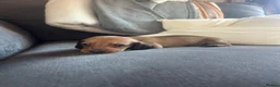 Dachshund dogs for sale: Beautiful dachshund puppies - Advert 10